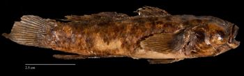 Media type: image;   Ichthyology 154907 Aspect: lateral